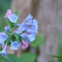 バージニアブルーベル,地植え,球根植物,青い花,花のある暮らしの画像