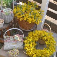 ヘリクリサム・ルビークラスター,ヘリクリサム・ルビークラスター,デザートローズ,月兎耳,ウインクレリーの画像