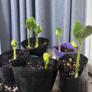 かぼちゃ,かぼちや,家庭菜園,ベランダ,畑の画像