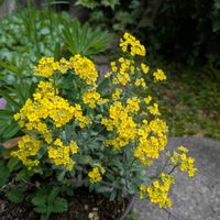 イチハツ,ガーデンシクラメン✨,金魚草♬,寄せ♡植え,黄色い花アリッサムの画像