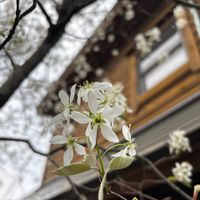 ジューンベリーの画像