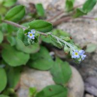 キュウリグサ,ツルニチニチソウ,蕗の薹,地植え,我が家の庭の画像