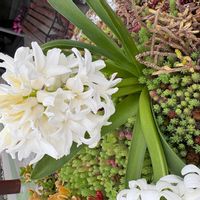 ヒヤシンスの画像