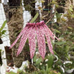 バルボフィラム　ストラングラリウム,バルボフィラム　カリクロマ,温室,洋蘭,洋ランの画像