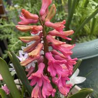 ヒヤシンスの画像