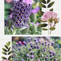 フレンチラベンダー,フレンチラベンダー　マグナムスターパープル,フレンチラベンダー マグナム スターパープルの画像