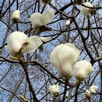 モクレンの画像