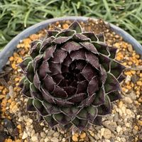 ハオルチア,ハオルチア,センペルビウム クラクフ,クラクフ,センペルビウムの画像