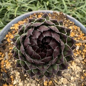 ハオルチア,ハオルチア,センペルビウム クラクフ,クラクフ,センペルビウムの画像