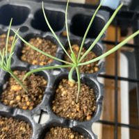 マツ,盆栽,初心者,種から,超初心者の画像