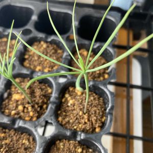 マツ,盆栽,初心者,種から,超初心者の画像