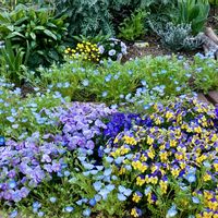 ネモフィラ,青い花,種まき,花のある暮らし,iPhone撮影の画像