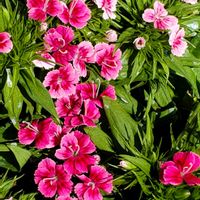 アルストロメリア,雲南黄梅（うんなんおうばい）,ハナカイドウ（花海棠）,なでしこ  撫子  ナデシコの画像