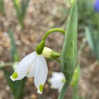 スノーフレーク,チオノドクサ,ブラキカム,ムスカリ,ローズマリーの画像