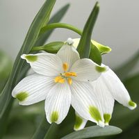 スイセン,スノーフレーク,ハボタン,今日のお花の画像