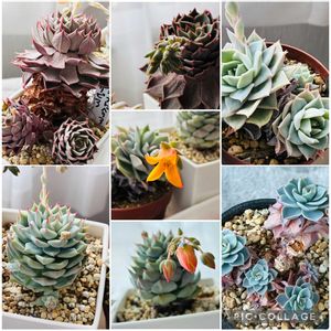 クリスマスローズ,七福神,多肉植物いろいろ,オリビア,多肉植物の画像