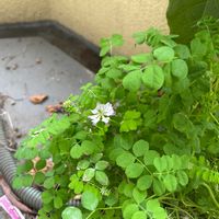 レンゲソウの画像