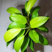 フィロデンドロン,フィロデンドロン マレービューティー,フィロデンドロン レモンライム,観葉植物,植中毒の画像