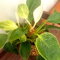 フィロデンドロン,フィロデン　ドロン,かわいい,観葉植物,グリーンのある暮らしの画像