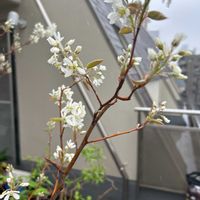 ジューンベリーの画像