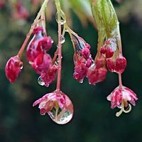 ヤマモミジの画像