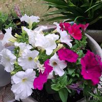 ナデシコ,ペチュニア,レウィシア,庭の画像