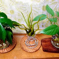 カプトメデューサエ,エアプランツ,観葉植物,緑のある暮らし,キッチンの画像