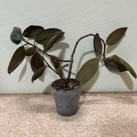 ゴムノキ,観葉植物,フィカス属の画像