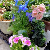 カクトラノオ,キンギョソウ,シレネ,クモマグサ,デルフィニウムの画像