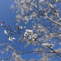ユキヤナギ,シモクレン(紫木蓮),お花見,春爛漫！,桜満開の画像