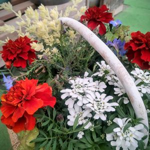 寄せ植え,かわいい,園芸店,フラワーギフト,花生産者の画像