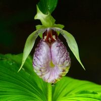 クマガイソウの画像