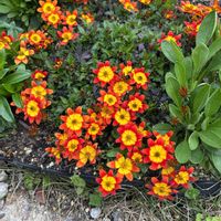 ジューンベリー,マーガレット,エリゲロン,ヒデンス,小さい庭の画像