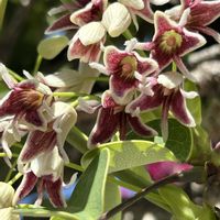 ムベ,ムベ,ムベの実,ムベの実,ムベの実の画像