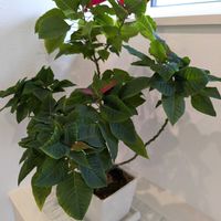 ポインセチア,今日の一枚,おうち園芸の画像