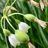 スノーフレーク,スミレ,ナデシコ,撫子,すみれの画像