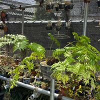 リュウビンタイ,多肉植物,鉢植え,シダ植物,塊根の画像