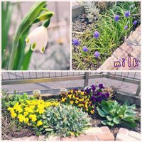 アジュガ,アリッサム,スノーフレーク,ムスカリ,ビオラの画像