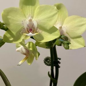 ミニ胡蝶蘭,ミニ胡蝶蘭カララの画像