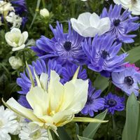 アネモネ,ボリジ,ワラビ,わけぎ,たらの芽の画像