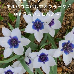 スイセン,チューリップ,タンポポ,今庭,ガーデニングの画像