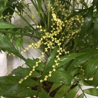 テーブルヤシ,花芽！,鉢植え,花芽,窓際の画像