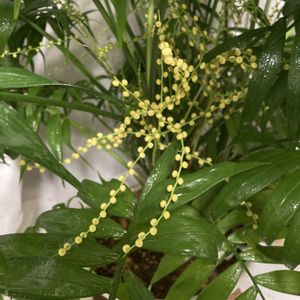 テーブルヤシ,花芽！,鉢植え,花芽,窓際の画像