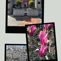 シャガ,シャガ,シャクナゲ,シャクナゲ,リナリアの画像