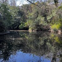 ハナニラ,アセビ,アセビ,キュウリグサ,サクラの画像