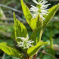 ヒトリシズカ,庭の画像