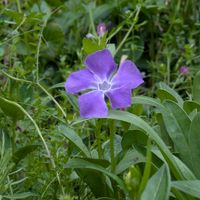 ニチニチソウの画像