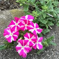 バーベナ,宿根バーベナ,宿根バーベナ　ピンクスター,花壇の花,毎年咲くの画像