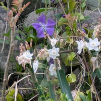 スイセン,ハクモクレンの画像