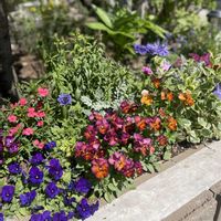 アネモネ,オダマキ,クリスマスローズ,ダイアンサス,ムスカリの画像